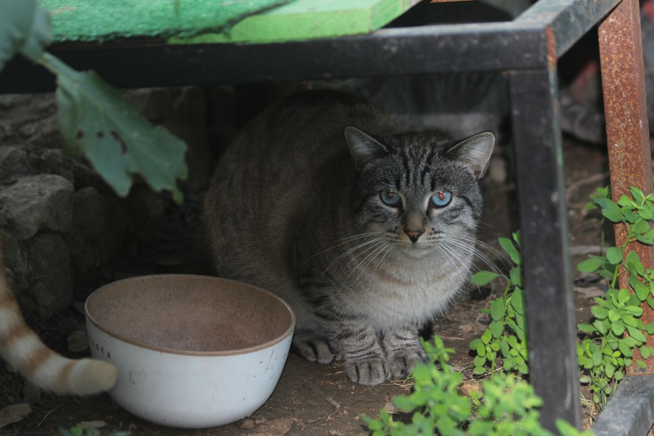 E - Tabby 2 Blue Eyes