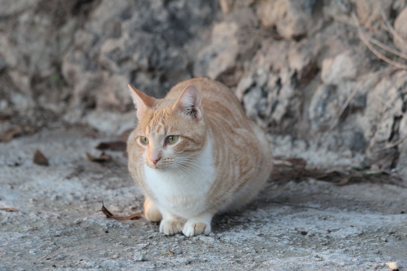 L - Light Ginger White Breast