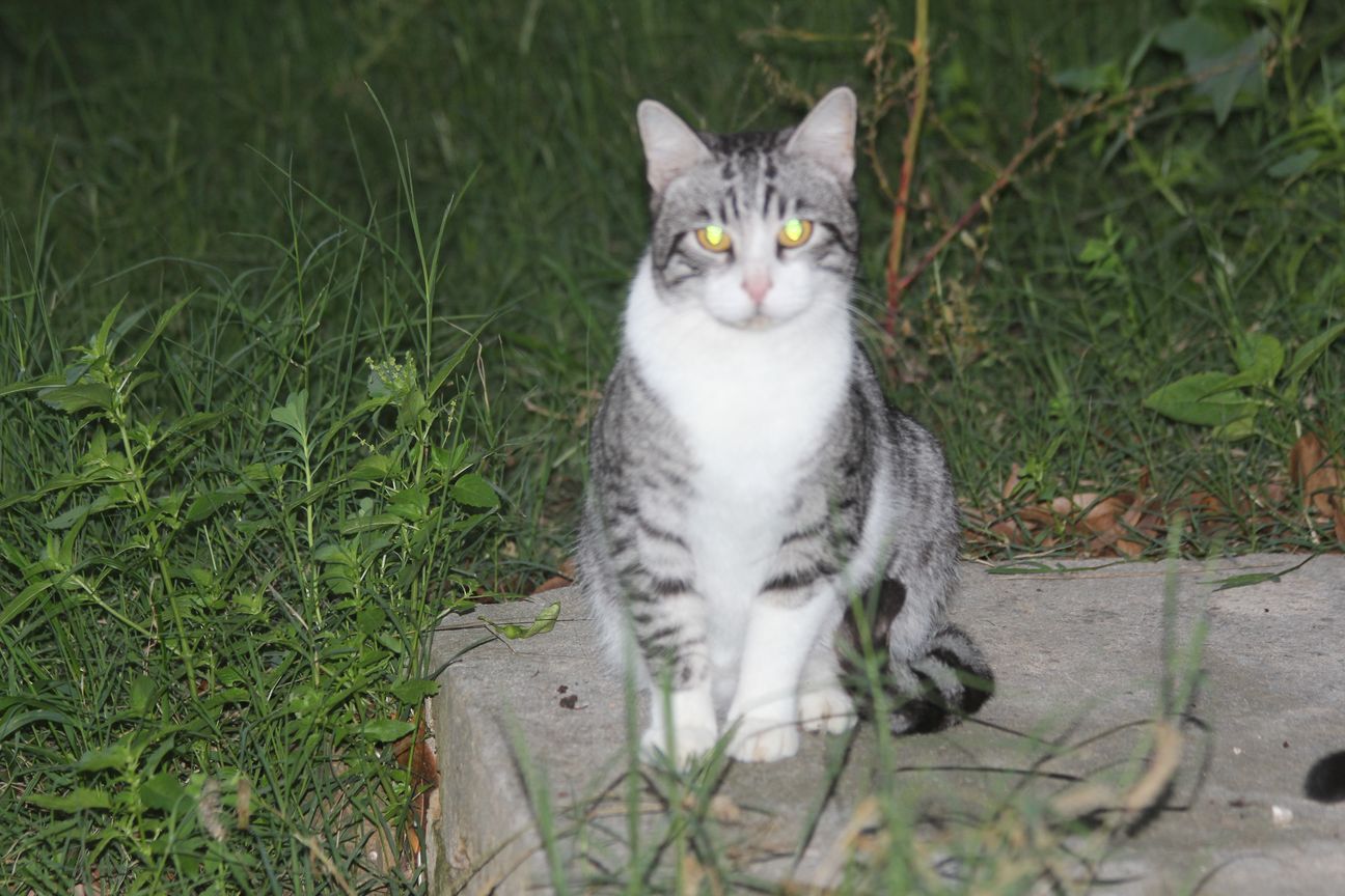 V - White Grey Grey Head Tiger